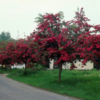 Crataegus x media Paul´s Scarlet, Rosenhagtorn