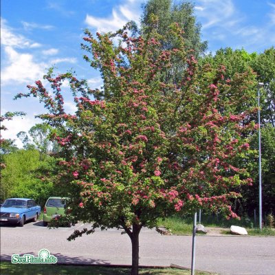Crataegus x media Paul´s Scarlet, Rosenhagtorn, 8/10 stam C25