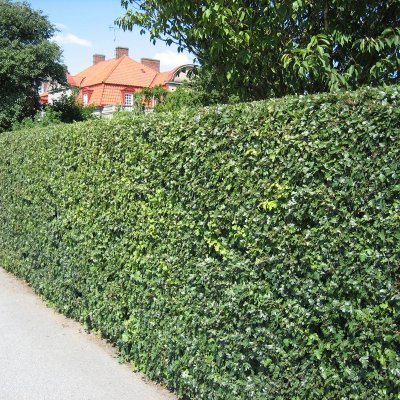 Crataegus monogyna, Trubbhagtorn 10-pack, 50-80 barrot