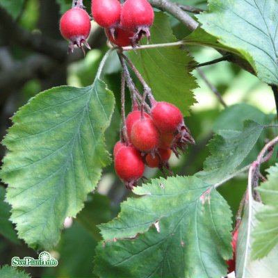 Crataegus x mordenensis Toba, Pärlhagtorn, busk co