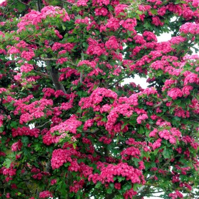 Crataegus x media Paul´s Scarlet, Rosenhagtorn, 180 stam C12