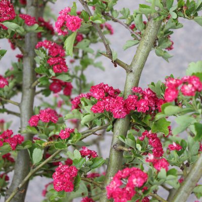 Crataegus x media Pauls Scarlet, Rosenhagtorn, busk co