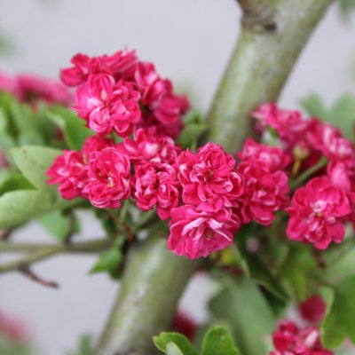 Crataegus x media Paul´s Scarlet, Rosenhagtorn, 8/10 stam C25