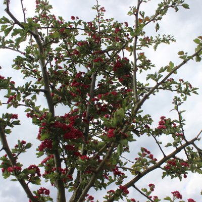 Crataegus x media Paul´s Scarlet, Rosenhagtorn, 8/10 stam C25