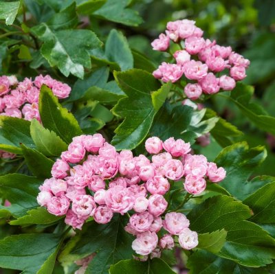 Crataegus x mordenensis Toba, Pärlhagtorn, busk co