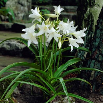 Kalljordskrinum Crinum powellii Album 1st