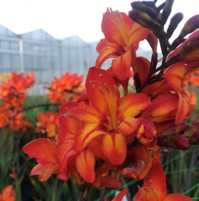 Crocosmia Firestars™ Firestarter, Montbretia, C5