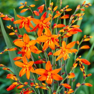 Montbretia Babylon 10st