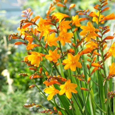 Montbretia Columbus 5st