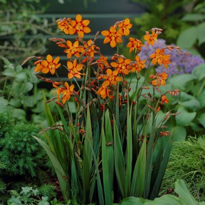 Montbretia Emily McKenzie 10st