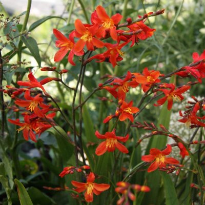 Crocosmia hybr. Carmine Brilliant, Montbretia, C13cm