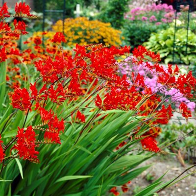 Crocosmia x crocosmiiflora Lucifer, Höstlilja, Montbretia