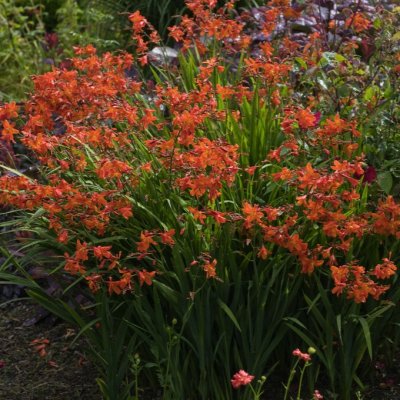 Crocosmia masoniorum