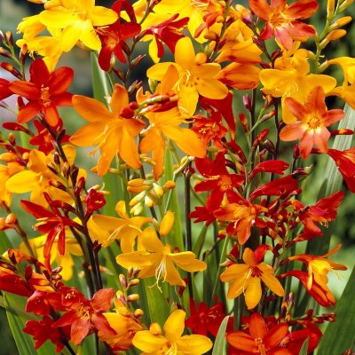 Montbretia Mix 15st
