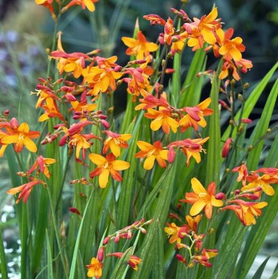 Crocosmia x crocosmiiflora Jackanapes, Montbretia, P9cm