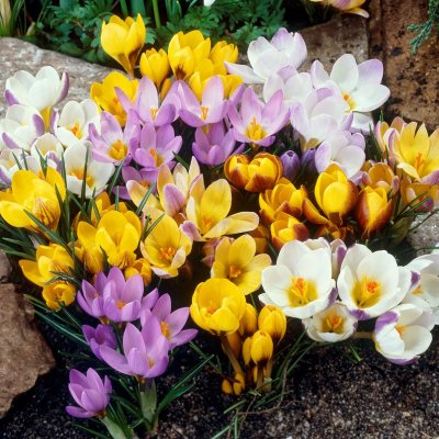 Krokus Botanisk Corcus Mix 50st