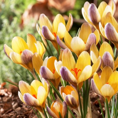 Bägarkrokus Crocus chrysanthus Advance 10st