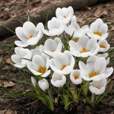 Bägarkrokus Crocus chrysathus Ard Schenk 20st
