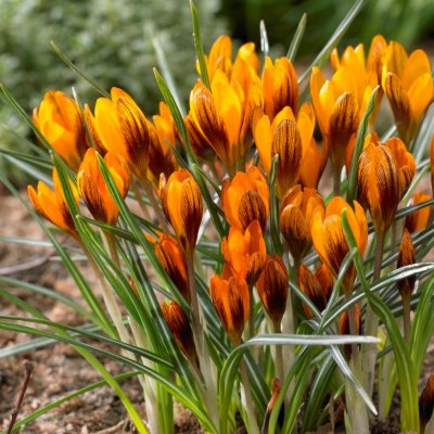 Bägarkrokus Crocus chrysanthus Orange Monarch 10st