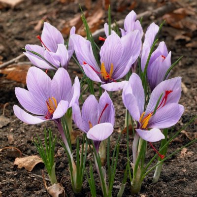 Saffranskrokus Crocus sativus 25st
