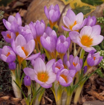 Grekisk Krokus 15st