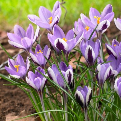 Sardinienkrokus Crocus minimus Spring Beauty ® 20st