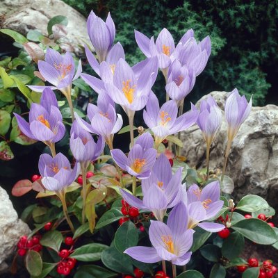 Höstkrokus Crocus speciosus Conqueror 15st