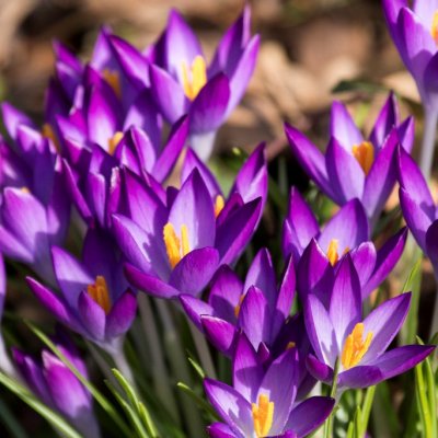 Snökrokus Crocus tommasinianus 10st