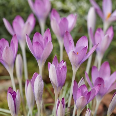 Snökrokus Crocus tommasinianus Roseus 10st