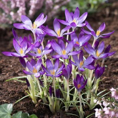 Snökrokus Crocus tommasinianus Whitewell Purple 10st