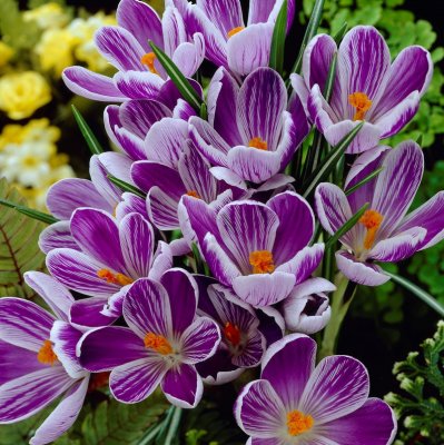 Vårkrokus Corcus vernus King of Striped 10st