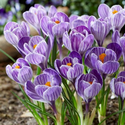 Vårkrokus Corcus vernus Pickwick 30st