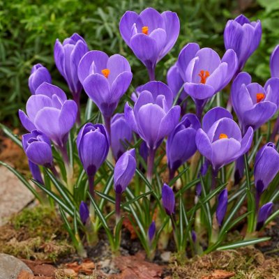 Vårkrokus Crocus vernus Remembrance 10st