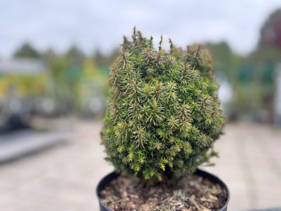 Cryptomeria japonica Funny, Japansk Kryptomeria