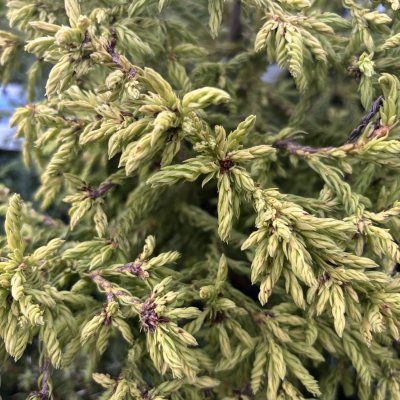 Cryptomeria japonica Spiralis