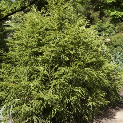 Cryptomeria japonica Spiralis, Kryptomeria