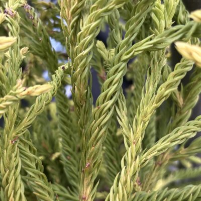 Cryptomeria japonica Spiralis