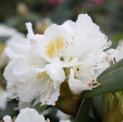 Rhododendron cauca. Cunningham´s White, Parkrododendron, 40-50 C5