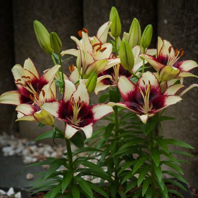 Lilium hybr. Curitiba, Asiatisk Lilja, P11cm