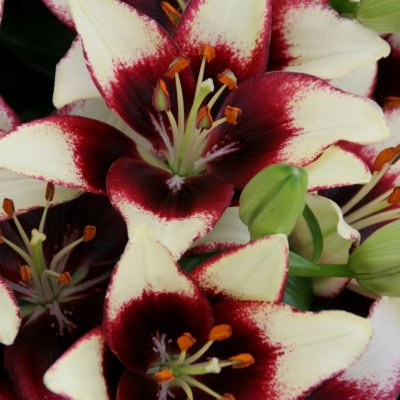 Lilium hybr. Curitiba, Asiatisk Lilja, P11cm