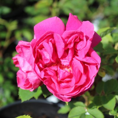 Cuthbert Grant, Kanadensisk Buskros, C4