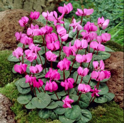 Dvärgcyklamen Cyclamen coum 2st