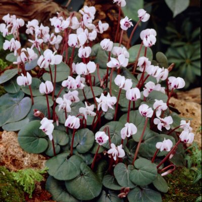 Cyclamen coum Album, Dvärgcyclamen, P9cm