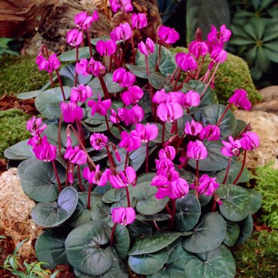 Cyclamen coum Rubrum, Dvärgcyclamen, P9cm
