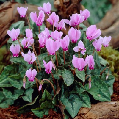 Höstcyklamen Cyclamen hederifolium 3st