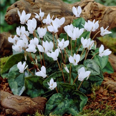 Höstcyklamen Cyclamen hederifolium Album 1st