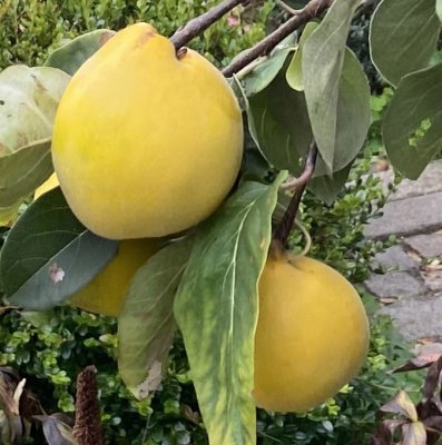 Cydonia oblonga Lescovaz