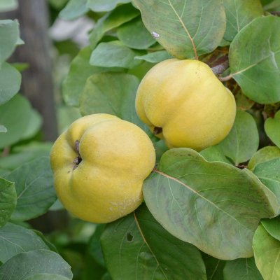 Cydonia oblonga Konstantinopeler, Äpplekvitten