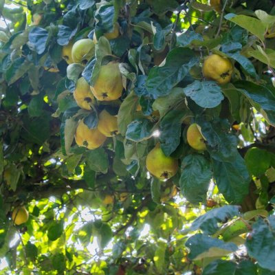 Cydonia oblonga Portugiesische Birnenquitte