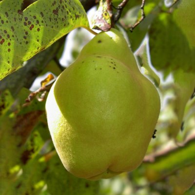 Cydonia oblonga Vranja, Päronkvitten, C10